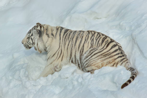 istock Wild white bengal tiger is lying on white snow. 964245142