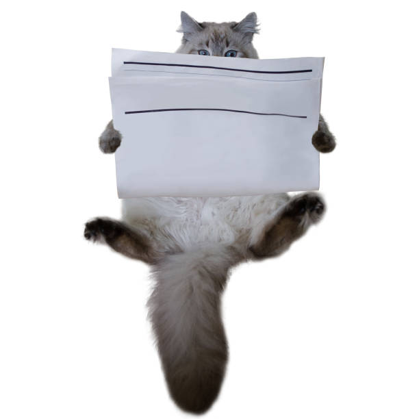 istock Cat with blank newspaper isolated on white 964245180