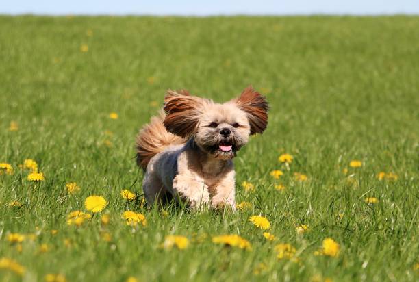 funcionamiento de lhasa apso - lhasa fotografías e imágenes de stock