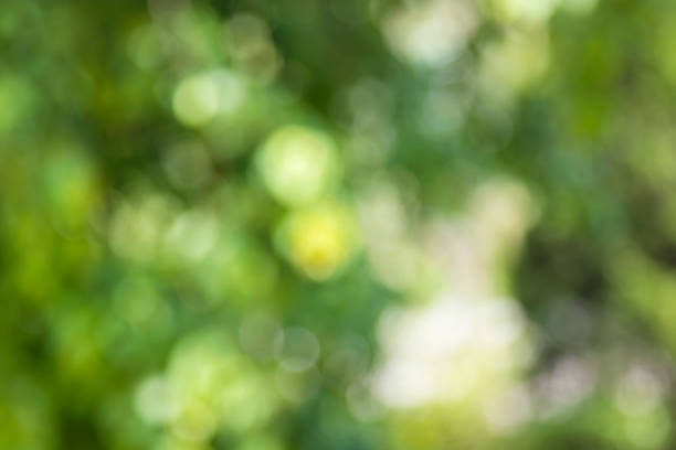 istock abstract green bokeh nature background ,blurred and defocused 964250804