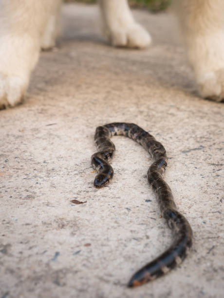 istock Snake was Bitten by The Dog Died 964251002