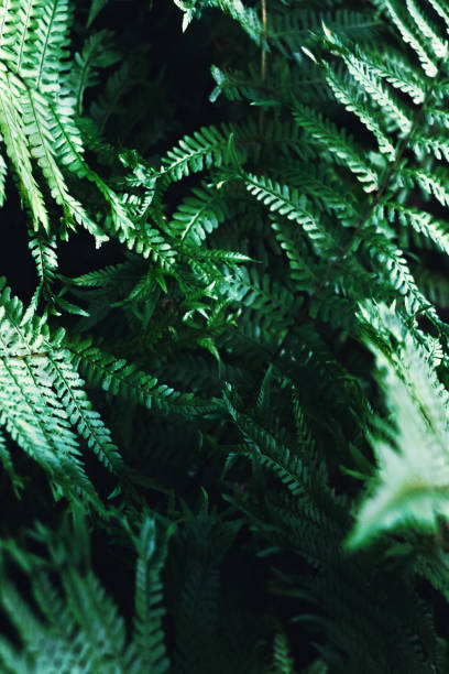 istock thicket of ferns 964254080