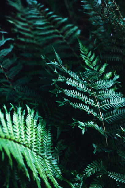 istock thicket of ferns 964254088