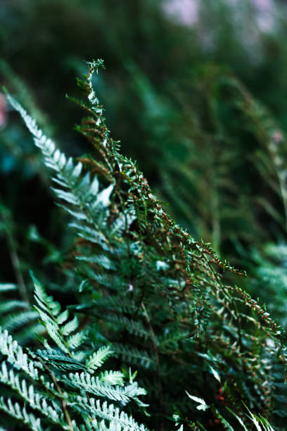 istock thicket of ferns 964254090