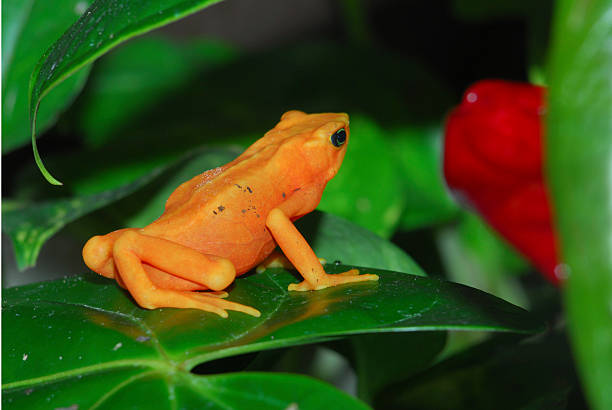 Złota żaba arlekin – zdjęcie