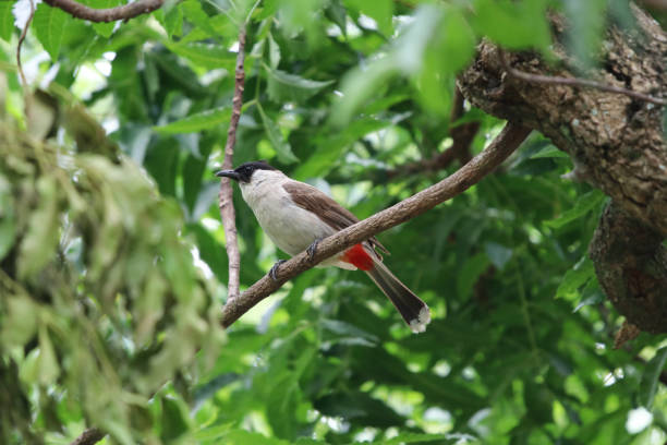 istock Red-whiskered bulbul beautiful bird holding on tree branch nature bacckground 964262488