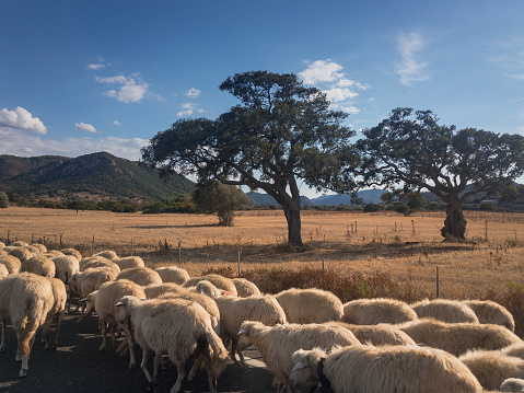 A herd of sheeps running along a road on the Italian island of Sardinia
