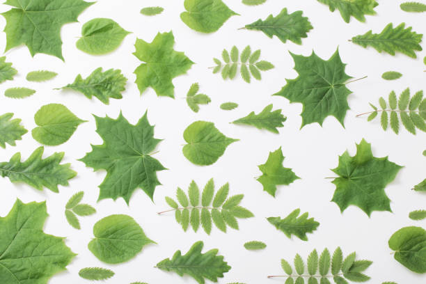 istock green leaves on paper background 964272862