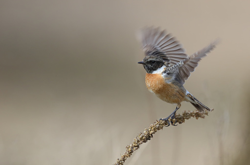 Male european stonechat (Saxicola rubicola) perching on a dry common mullein.