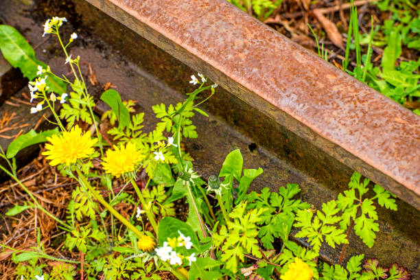 rails out of order with flowers