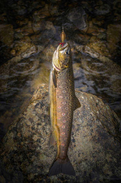 caught brown trout fish on river stone - fly fishing trout brown trout fishing imagens e fotografias de stock