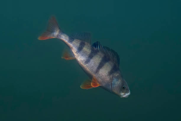istock Perch fish trophy. Underwater fishing background 964278256