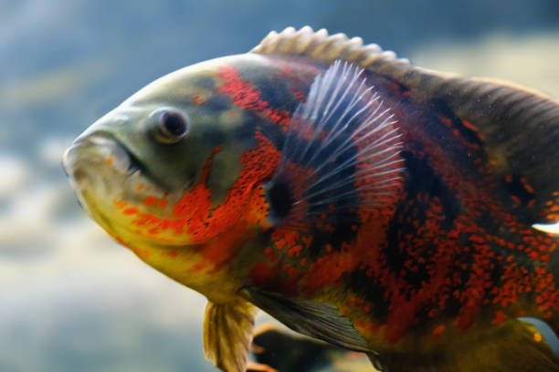 istock Oscar fish Astronotus ocellatus swimming underwater 964283000