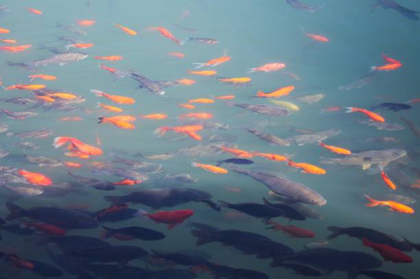 istock Colored fishes in the lake (Lijiang, Yunnan, China) 964283656