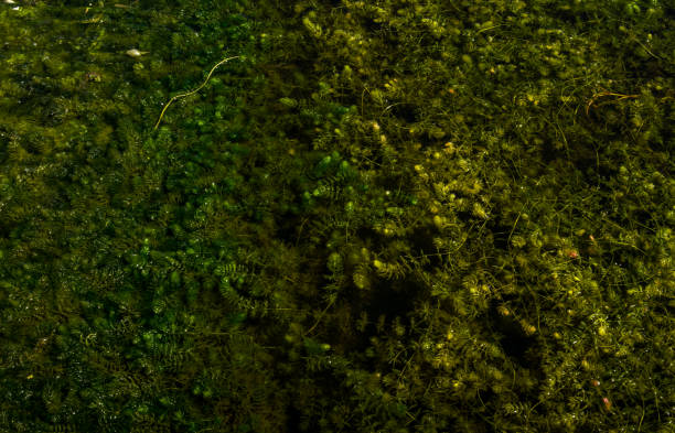 istock Green algae on the surface of a boggy lake 964287154