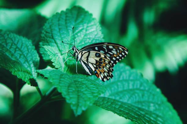 istock Beautiful butterfly sitting on green leaves 964287172