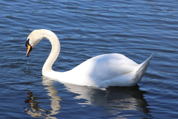 istock White swan swimming in lake 964288896