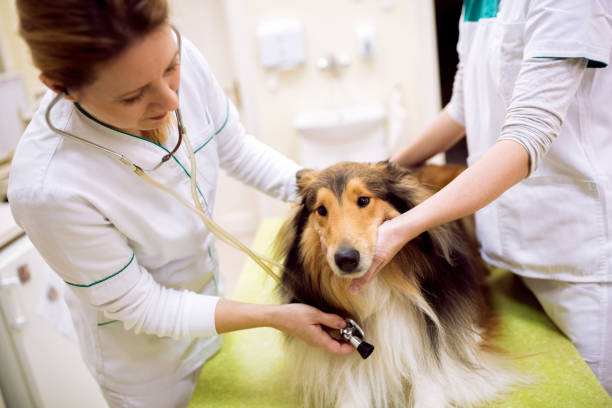 istock Veterinarian examining dog's heartbeat 964292572