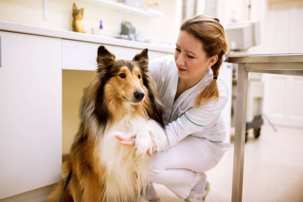 istock Welcome to dog patient before examining at pet clinic 964292854