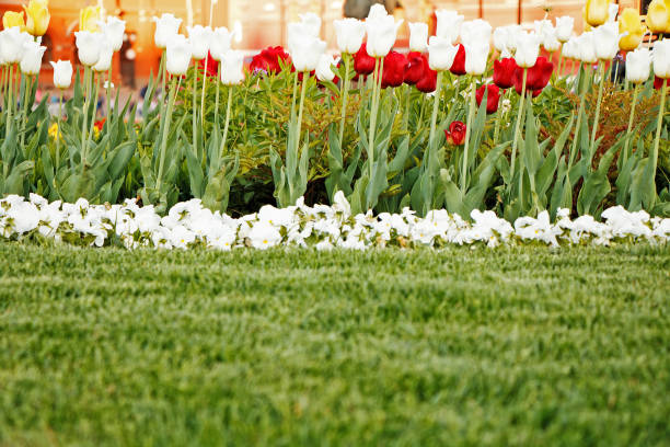 Beautiful summer tulips growing on a green lawn