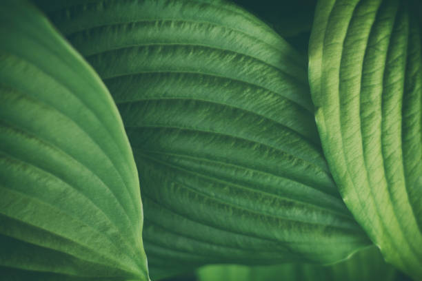 istock Nature abstract background.The texture of the host leaf is close-up, with a small depth of shalow. Modern art, can be used as a poster for interior design 964293172