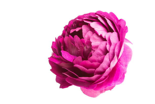 istock burgundy rose isolated 964293262