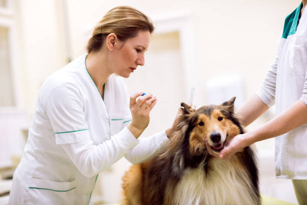 istock Young female veterinarian taking sample from dog's ear 964293518