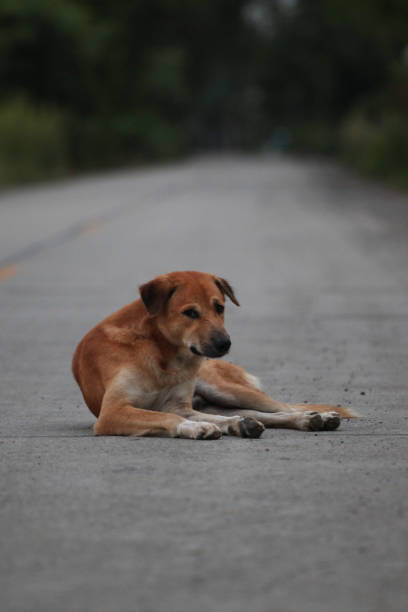istock Thai dog on the road in thailand 964296952