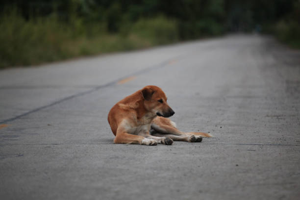 istock Thai dog on the road in thailand 964296956