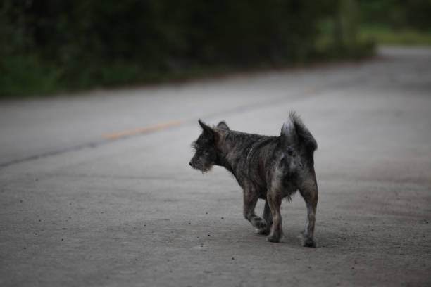 Thai dog on the road in thailand