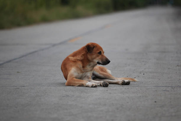 istock Thai dog on the road in thailand 964296986