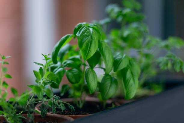 istock Basil and herbs in garden pots 964297356