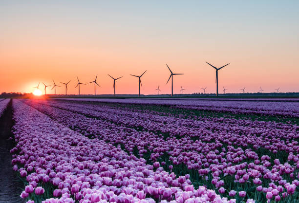 istock Pink tulips in field at sunrise 964300416