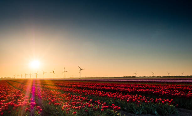 istock Pink and red tulips in field at sunrise 964300608