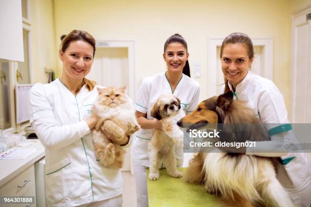 Photo libre de droit de Équipe Du Vétérinaire Souriant Avec Des Animaux À Lambulance Pour Animaux De Compagnie banque d'images et plus d'images libres de droit de Vétérinaire