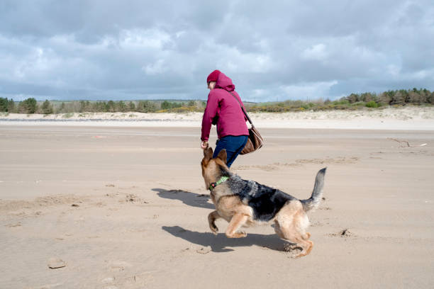 femme et chien de berger allemand jouant à chercher sur la plage déserte - dog retrieving german shepherd pets photos et images de collection