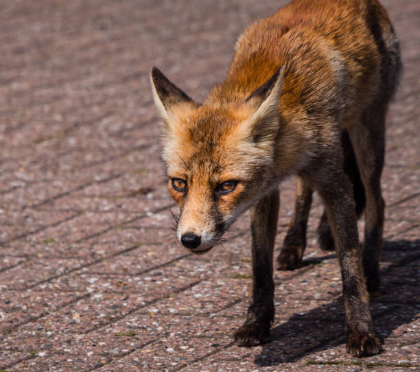 istock Front view of a young fox in late summer 964305406