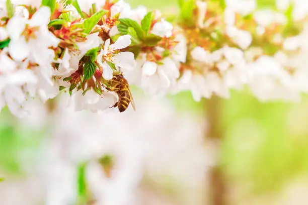 Springtime background. Bee on white flowers of Cherry collects pollen. Summer solar background. Copy space