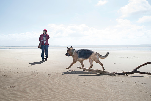 Woman photographer using cellphone on beach with  German Shepherd Dog. Taken in Burry Port, Wales UK on a bright, cold spring day