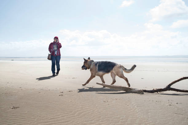kobieta fotograf za pomocą telefonu komórkowego na plaży z owczarkiem niemieckim - dog retrieving german shepherd pets zdjęcia i obrazy z banku zdjęć