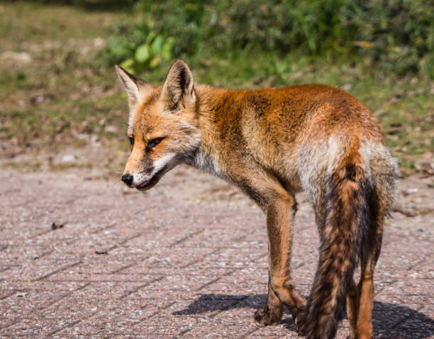 istock Sideview of a young fox in late summer 964305752