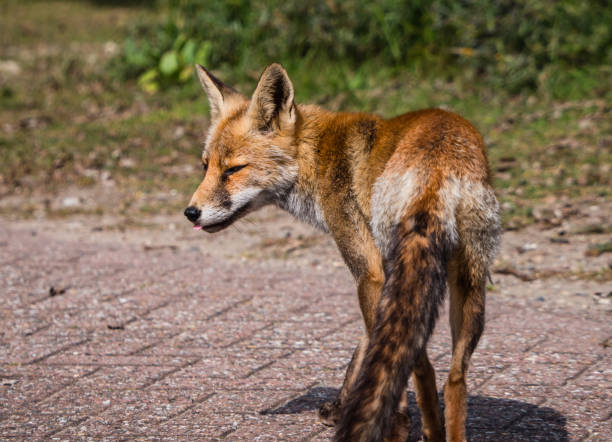 istock Sideview of a young fox in late summer 964305784