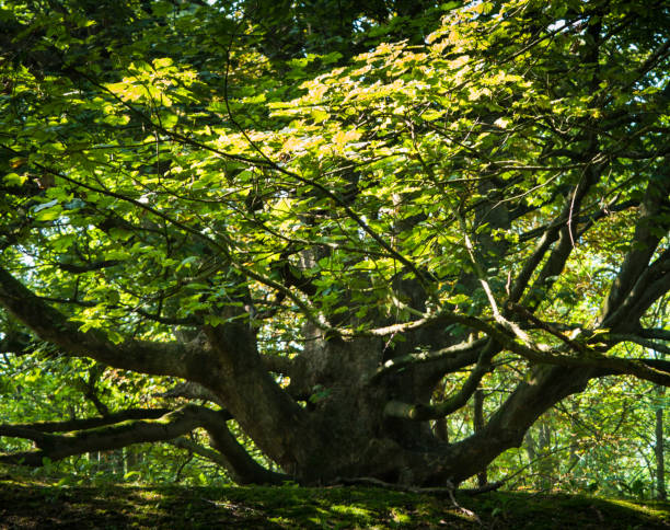 istock Old, big broad tree with green leaves 964305844