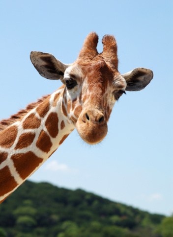 Reticulated Giraffe extreme close up of a giraffe.