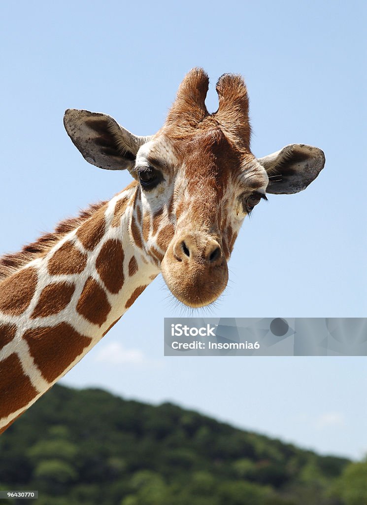 Girafa - Foto de stock de Girafa royalty-free