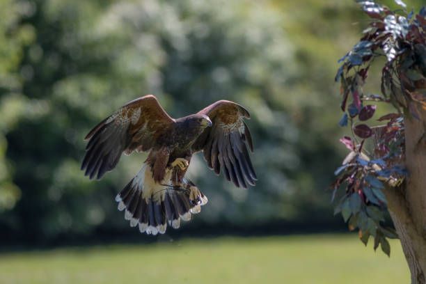 falknerei. harris hawk raubvogel im flug jagen. - harris hawk hawk bird of prey bird stock-fotos und bilder