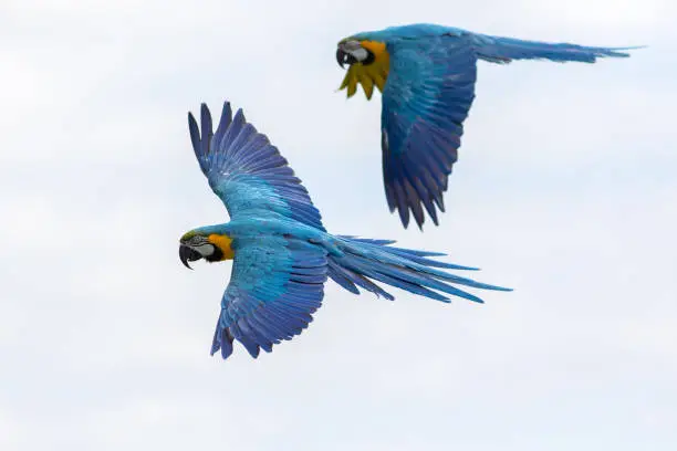 Photo of Tropical birds in flight. Blue and yellow Macaw parrots flying.