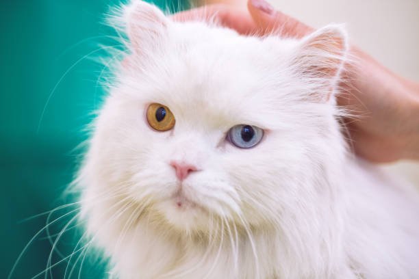 istock Persian cat with coloful eyes at pet ambulance 964312450
