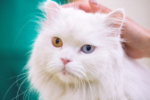 Persian white cat with coloful eyes at pet ambulance
