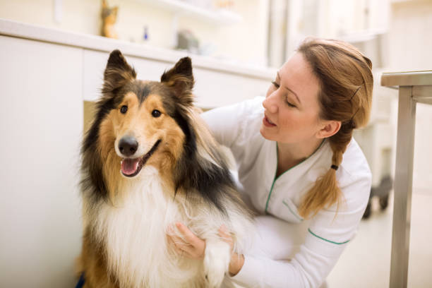 perro y veterianrian en ambulancia para mascotas - doctor dog portrait animal hospital fotografías e imágenes de stock